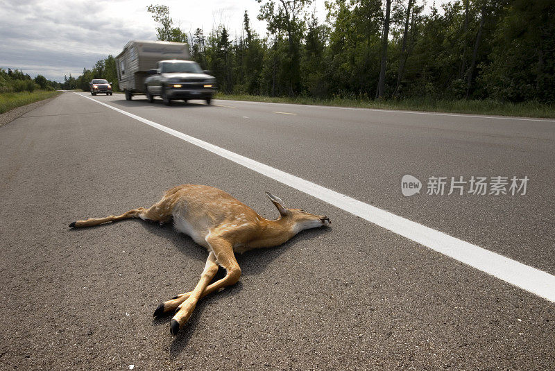 路杀鹿