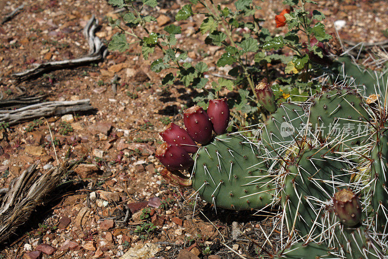 亚利桑那州沙漠多刺梨肉质植物，红色果实