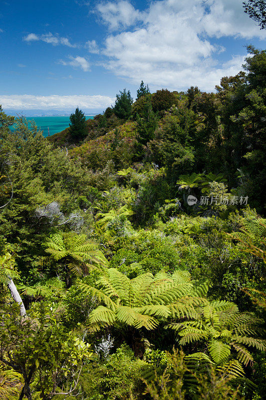 原生森林，阿贝尔塔斯曼国家公园，新西兰