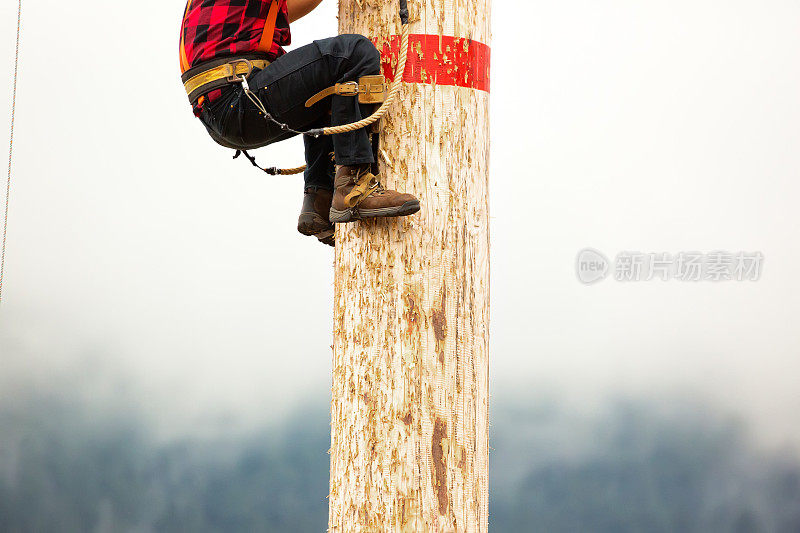 伐木工人正在爬树