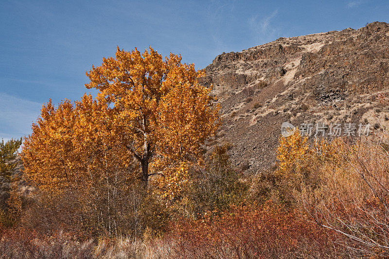 亚基马河峡谷的秋色
