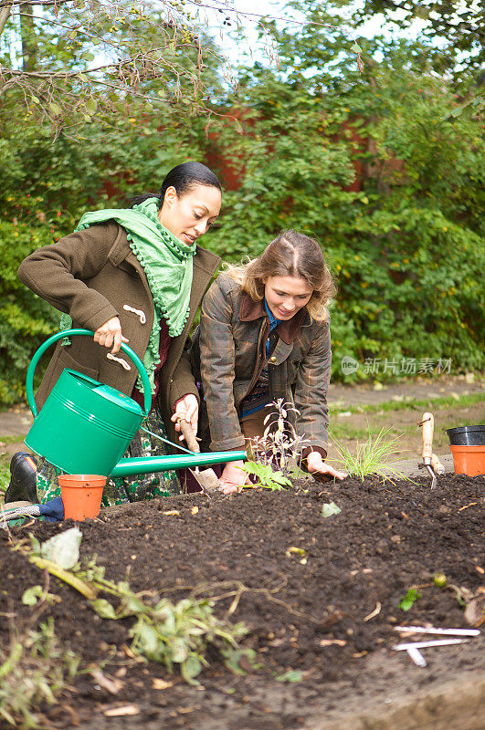 两名女园丁在城市蔬菜园里给新植物浇水