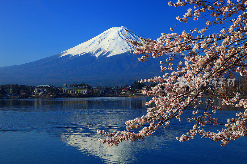 富士山和川口湖樱花的枝头