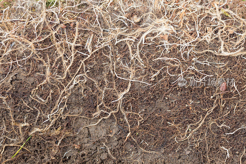 土壤与植物根系紧密相连