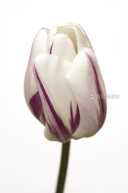 孤立的白色和紫色郁金香