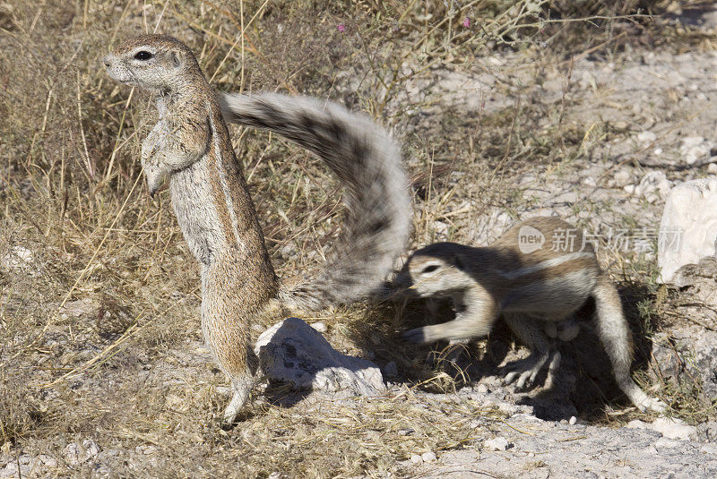 野生好玩的海角地松鼠埃托沙国家公园纳米比亚