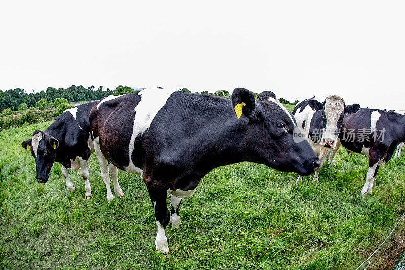 爱尔兰草地上好奇的小牛