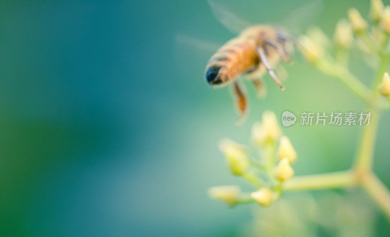 自然背景-蜜蜂飞走软焦点
