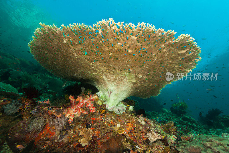 印度尼西亚科莫多国家公园，印尼水域的桌珊瑚之美