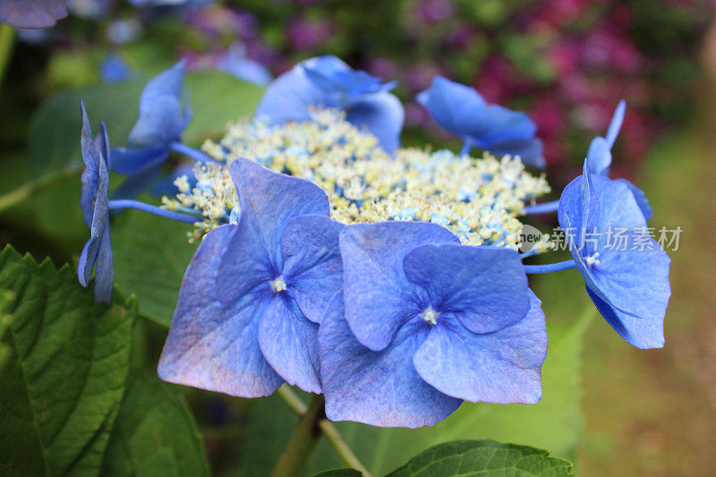 淡蓝色的绣球花的形象，花边绣球灌木，花园