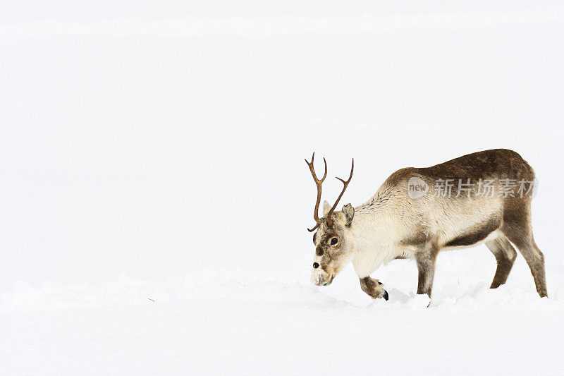 冬天，挪威北部的驯鹿在雪地里吃草