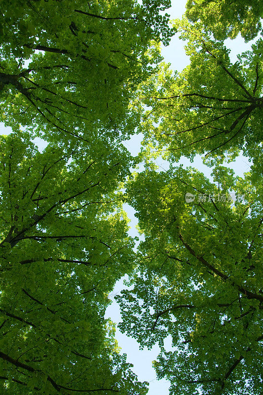 树顶生动的绿色和蓝色的天空背景