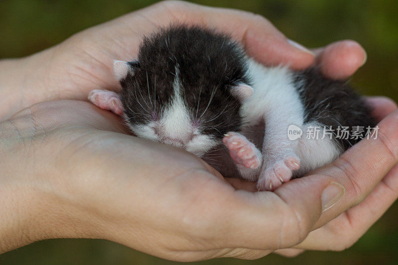 新生猫在手中