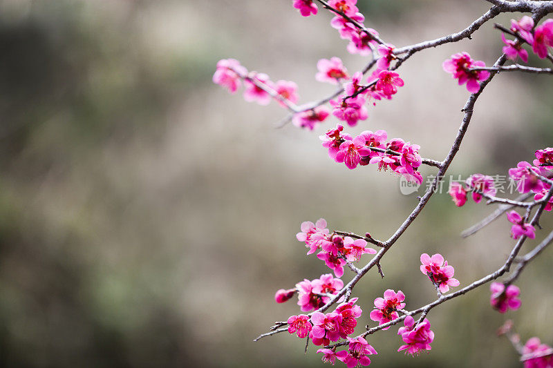 梅花