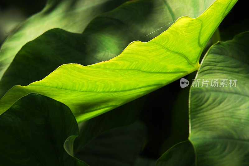 Colocasio象耳植物叶