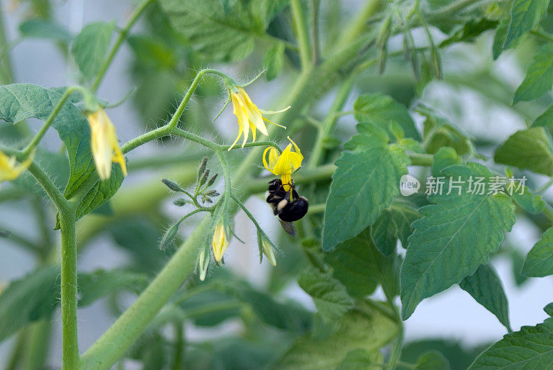 忙碌的蜜蜂为花授粉