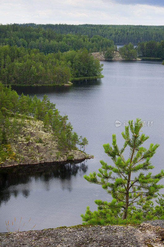 森林湖芬兰斯堪的纳维亚