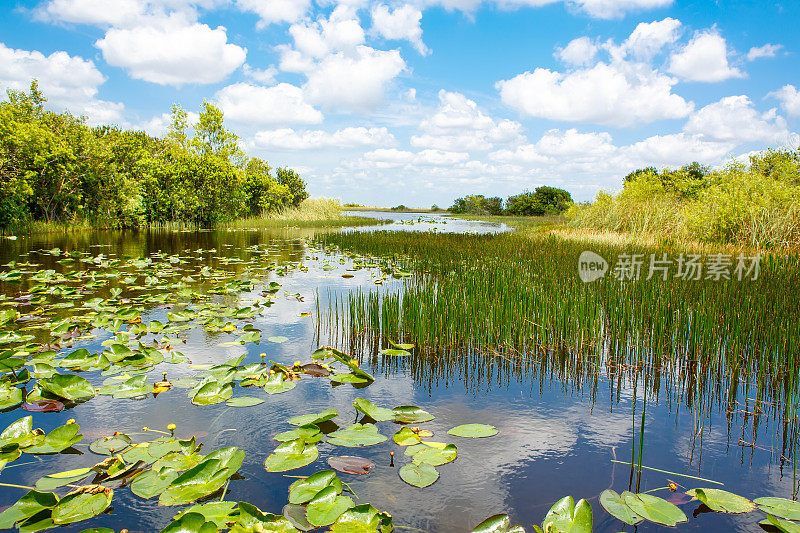 佛罗里达湿地，在美国的大沼泽地国家公园乘坐汽艇