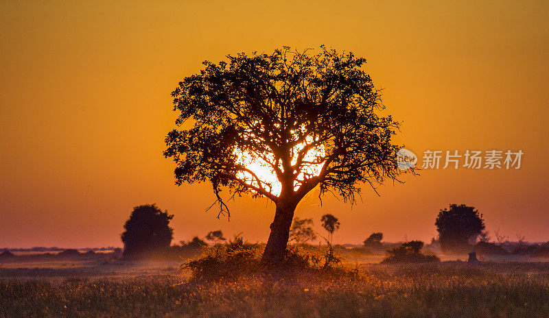 博茨瓦纳日落之树。奥卡万戈三角洲。非洲