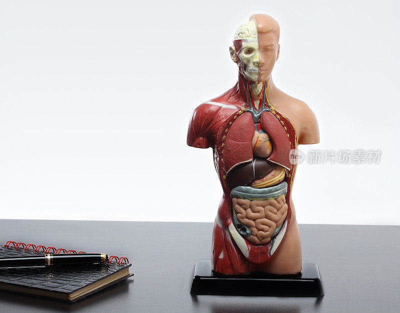 在桌子上的人体解剖模型