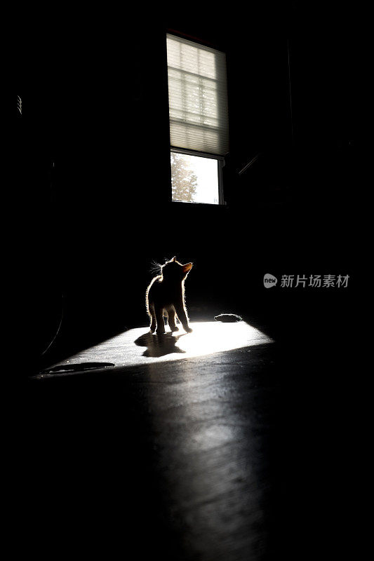 小猫在阳光下玩耍的剪影。