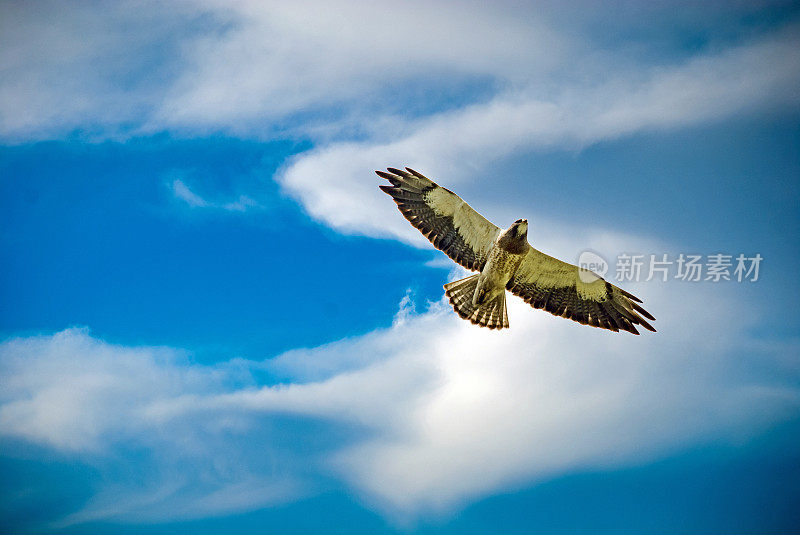 夏天，雌斯文森鹰在巢旁翱翔。