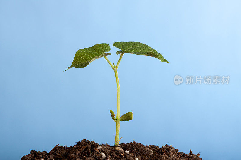 豆科植物发芽