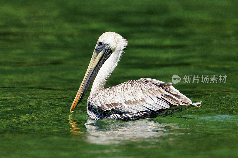 褐鹈鹕