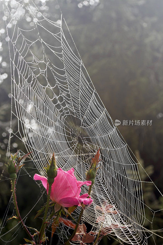 蜘蛛网和玫瑰