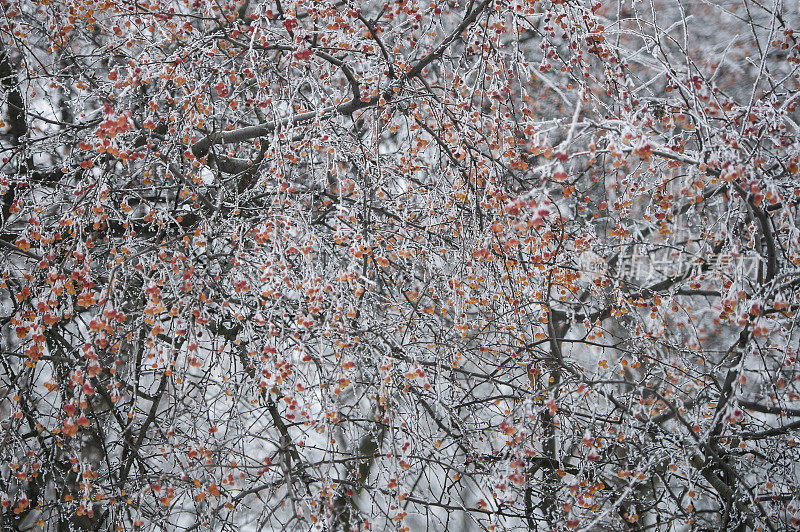 冬季森林和浆果