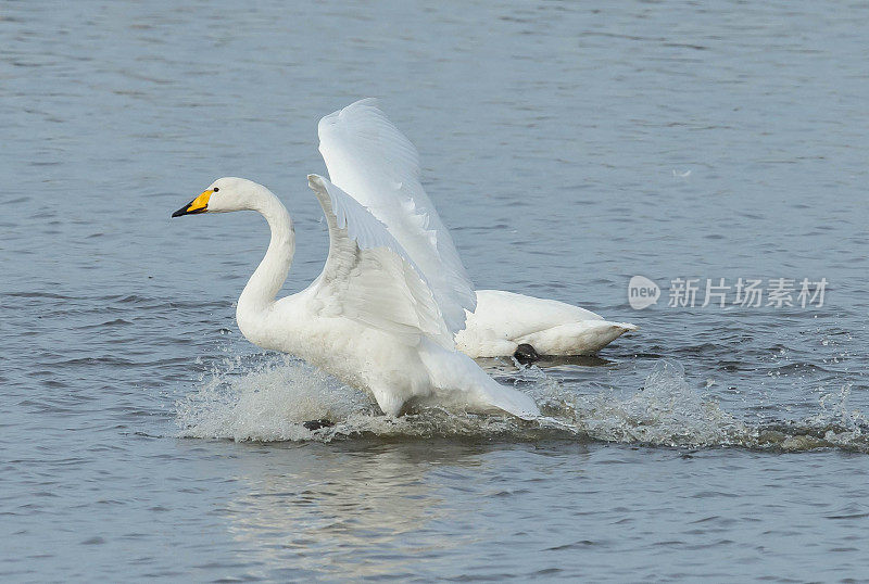 大天鹅