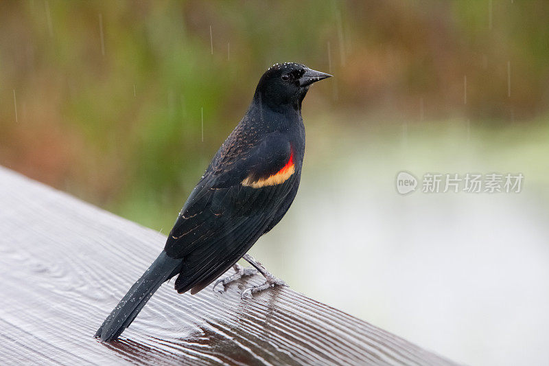 黑鸟在雨中