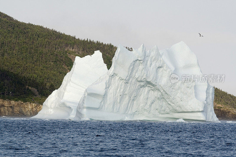 加拿大纽芬兰的三一湾，有咆哮者的冰山