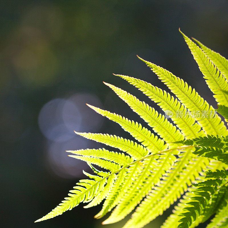 蕨类植物