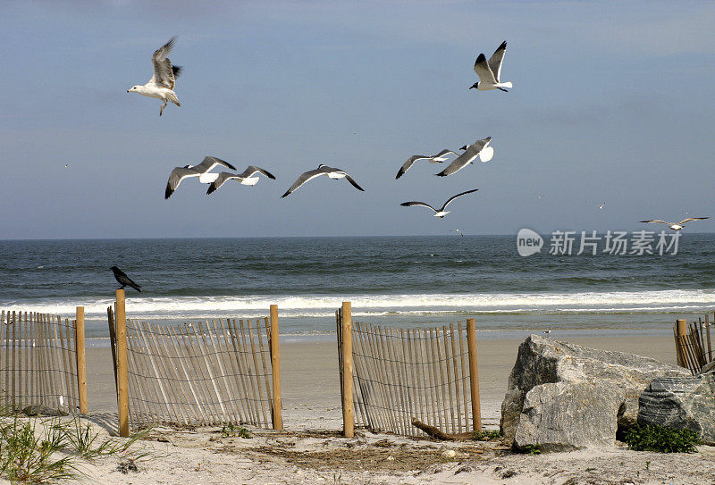 海鸥和海滩