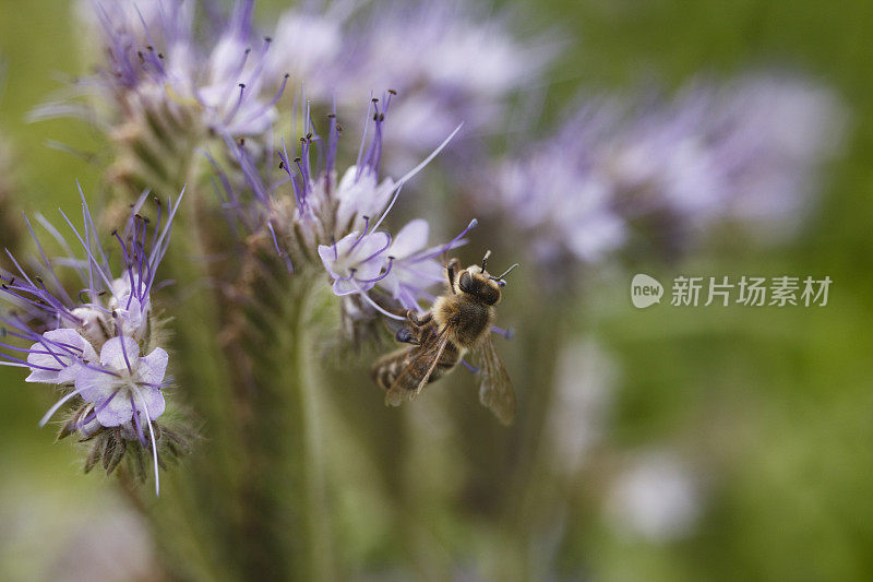 花上的蜜蜂