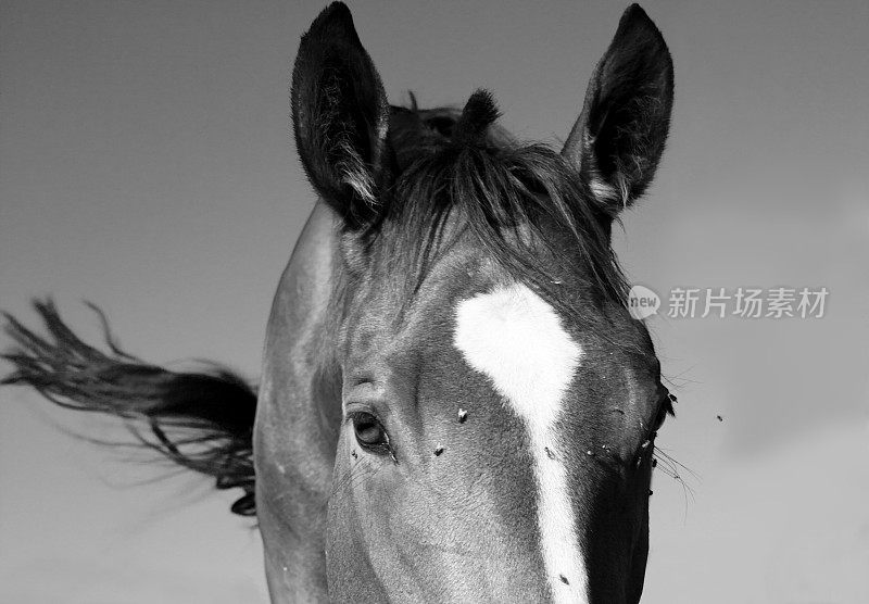 马的激烈肖像，黑色和白色