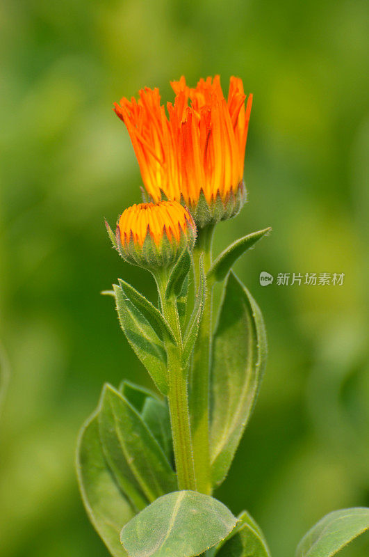 橙色大丁草雏菊