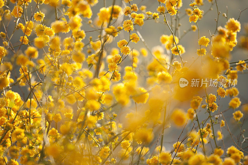 中国棣棠属山茶盛开