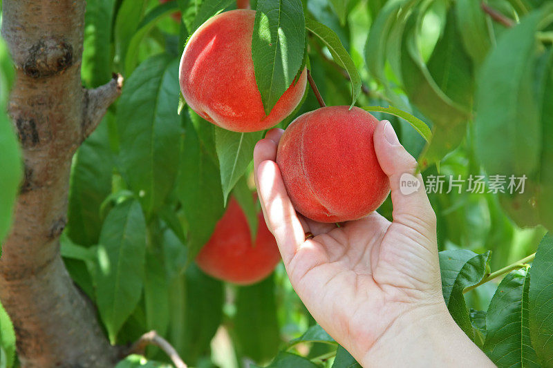 手摘桃子(特写)