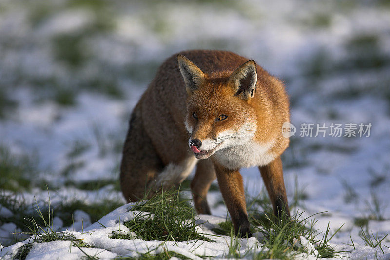 英国红狐在冬天的雪