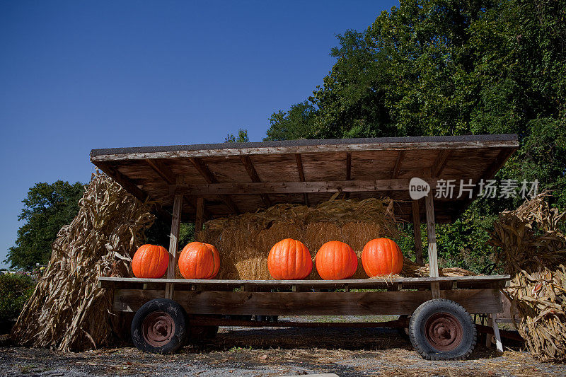 秋天Pumkin购物车