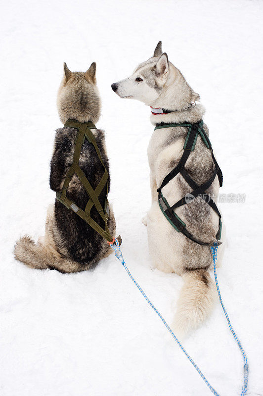 雪橇狗