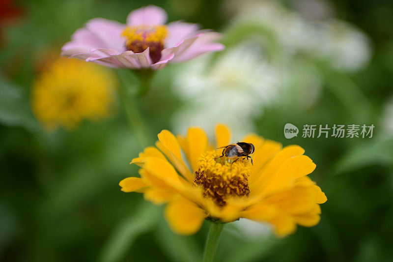 蜜蜂采集花蜜