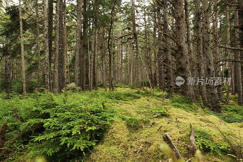 加拿大不列颠哥伦比亚省海达瓜伊北部温带雨林。