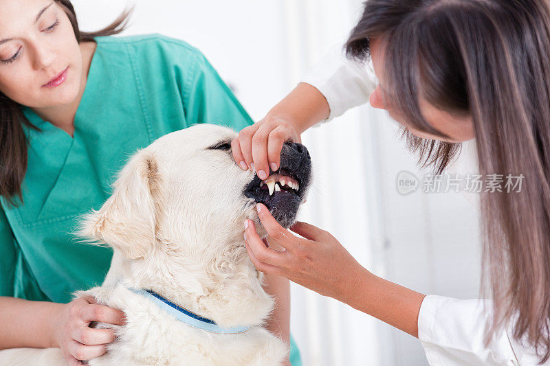 兽医正在检查猎犬