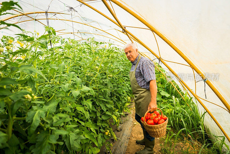 园丁在温室里摘西红柿