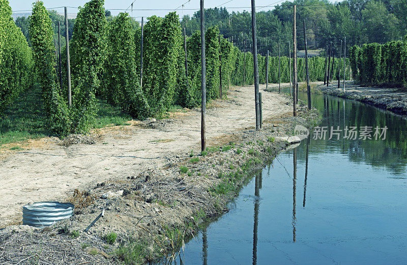 灌溉运河和啤酒花果园在亚基马山谷