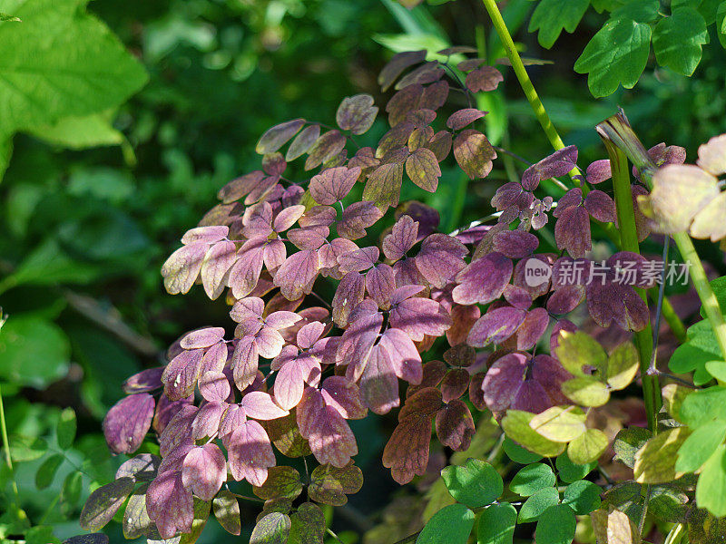 紫色叶花叶植物近缅因州，新英格兰