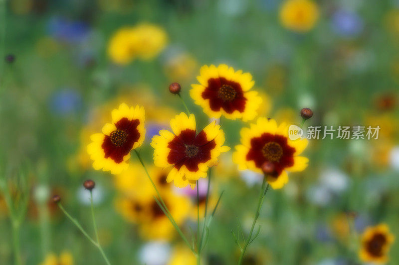 黄花植物野外特写